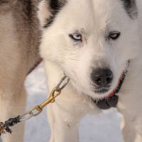 Hund eines Gespanns © Sven-Erik Knoff/Visit Norway