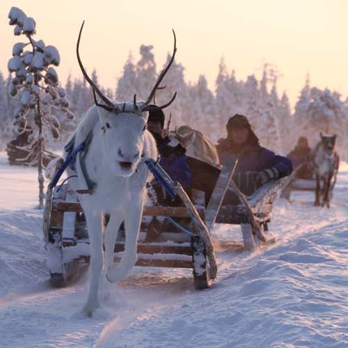 Salla Rentierpark