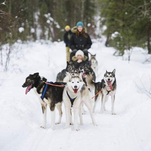 HUndeschlitten © Visit Finland / Juho Kuva