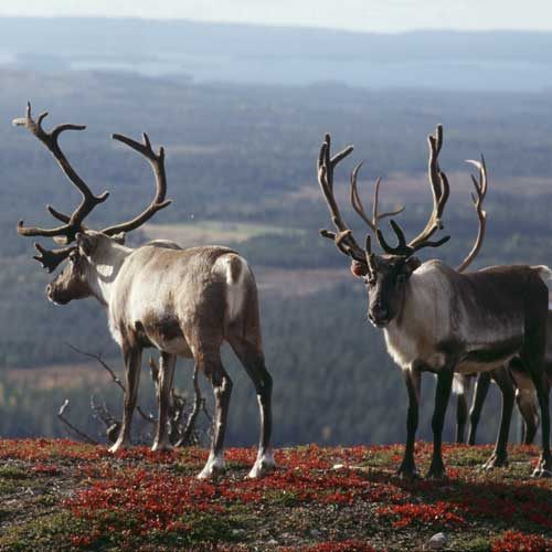 Reindeer Inari ©Visit Finland