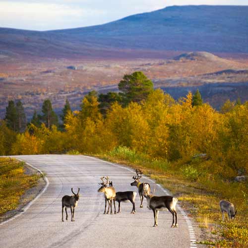 Rentiere in Finnisch-Lappland © Visit Finland