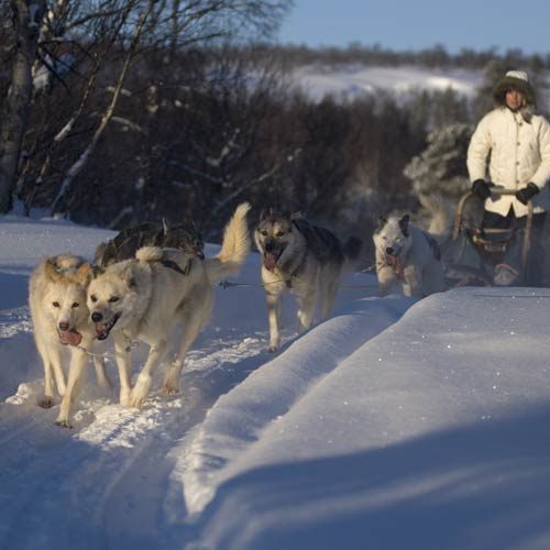 Innovation_Norway-Terje_Rakke-Dog-sledding-Roros-Trondelag