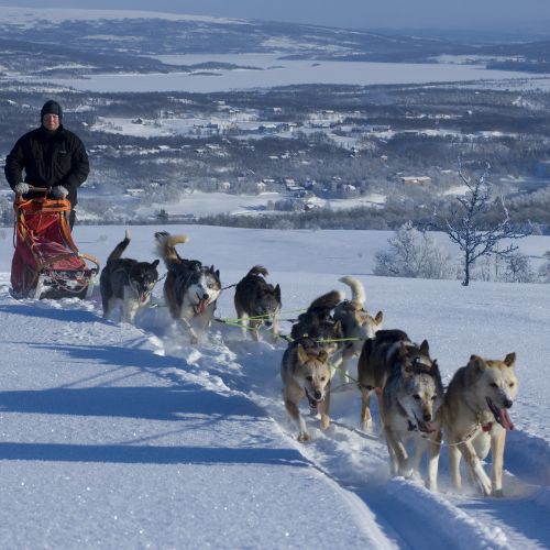 Hundeschlitten in Roros © Terje Rakke / Visitnorway.com