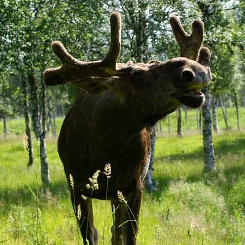 Elch © Robert Selfors Elch © Robert Selfors