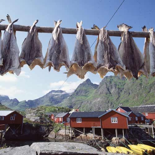 Stockfisch auf den Lofoten © Innovation Norway / Frithjof Fure