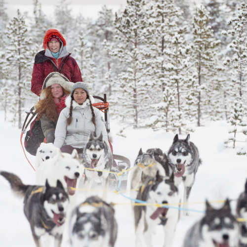 Schlittenhunde in Schweden