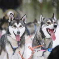Husky-Safari © Juho Kova Visit Finland