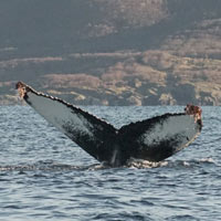Walsafari © Arctic Panorama Lodge