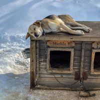 Husky auf einer Hütte