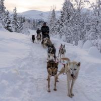 Hundeschlitten © Arctic Panorama Lodge