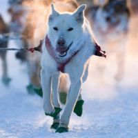 Hundeschlitten © Arctic Panorama Lodge