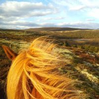 Pferd 
