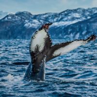 Wal © Arctic Panorama Lodge