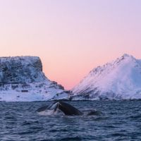 Walsafari © Arctic Panorama Lodge