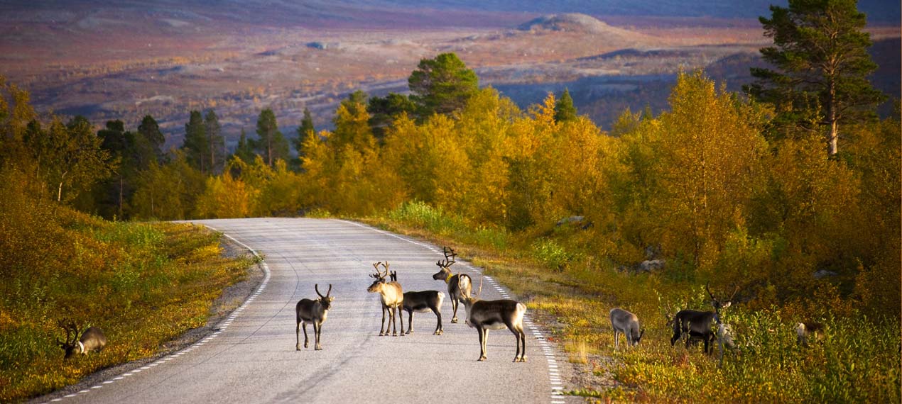 Norway ProTravel Bild